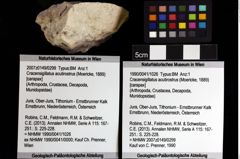 Foto (Objket + Etiketten) von Cracensigillatus acutirostrus (Moericke, 1889) 